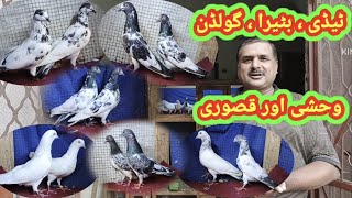 گولڈن بٹیرا ٹیڈی وحشی اور اعلیٰ کوالٹی قصوری جوڑے