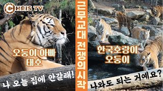 한국 호랑이 오둥이들의 출근길 정체의 주범은? / 태호는 오전반 / 오둥이는 오후반 / 사육사님은 개그반? ㅋㅋㅋ