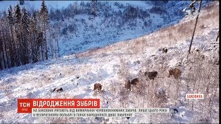 На Буковині взялися рятувати від вимирання червонокнижного зубра