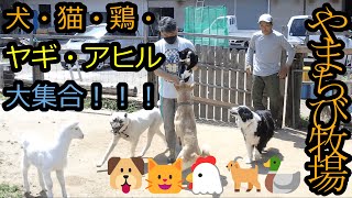 田舎の山奥の牧場で動物達に囲まれて遊ぶ休日が最高すぎた！