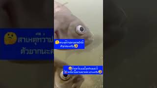 🤔เจอปลาเข้ามากินเหยื่อ🐟แบบนี้มีป่ามแน่นอน 🎣ครับ🤣