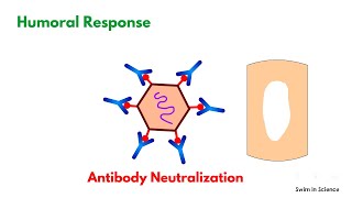 Adaptive Immunity/Humoral Response/Cell-mediated Response