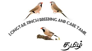 Longtail finch breeding and care tamil