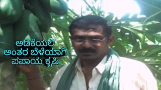 ಅಡಿಕೆಯಲಿ ಅಂತರ ಬೆಳೆಯಾಗಿ ಪಪಾಯ ಕೃಷಿ  -Areca Nut Cultivation As An Intercrop In Papaya