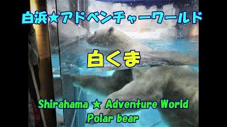 白浜★アドベンチャーワールド★白くま・Shirahama ★ Adventure World・Polar bear