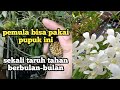 PUPUK PRAKTIS, SEKALI TARUH BISA BERBULAN-BULAN|| HEMAT WAKTU HASIL MAKSIMAL