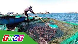 Người nuôi cá bớp thu lời cao | THDT