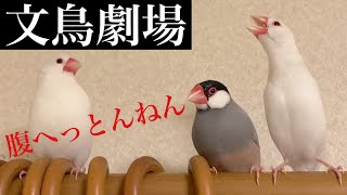 【爆笑】文鳥劇場　腹へっとんねん　#133