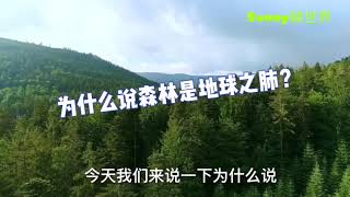 为什么说森林是“地球之肺”？