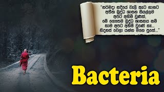 Bacteria | සම්මා දිට්ඨි | දේශනා අංක - 628