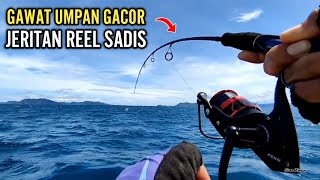 UMPAN GACOR !! MANCING REEL SAMPAI MENJERIT-JERIT BEGINI ll ULTRALIGHT FISHING