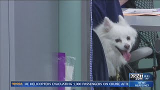 FINAL FUR: Helping Hands Humane Society promotion