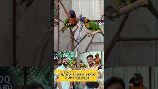 ரூ1000 முதல் Hand Tamed Birds #forsale #birdsfarm #prasanth360 #shorts