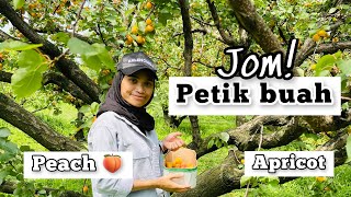 JOM! PETIK BUAH PEACH \u0026 APRICOT