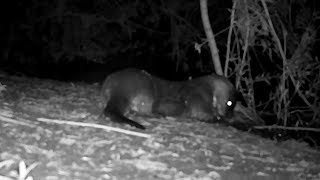 Otter catches and eats an adult Sea Lamprey