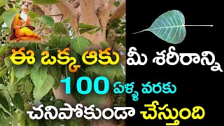 ఈ ఒక్క ఆకు మీ శరీరాన్ని 100 ఏళ్ళవరకూచనిపోకుండా చేస్తుంది || Ayurvedic Plant Peepal Tree