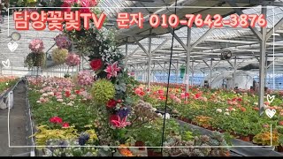 ⭕️⭕️판매완료⭕️⭕️ 🌹64종 제라늄 분양소개🌹