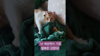 행복하면 되찌~난 세상에서 가장 행복한 고양이~ #cute #cat #catlover #kitty #pets #cutecat