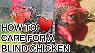 How To Care For A Blind Chicken!♥️🐓♥️