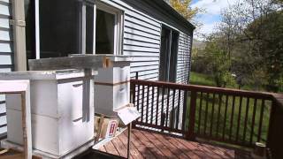 Bees, installed from a 3lb package into their new hive the evening before.