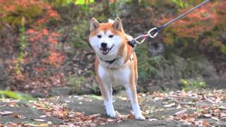 里の紅葉と柴犬♡