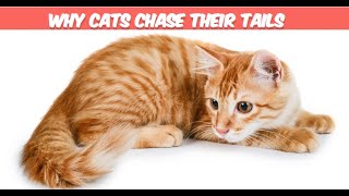 Feline Follies: Why Cats Chase Their Tails
