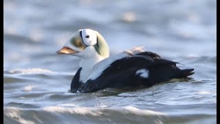 Spectacled Eider on Texel, The Netherlands, January 26th 2025