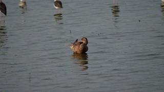 琵嘴鸭 Northern Shoveler in Malaysia Jan2020