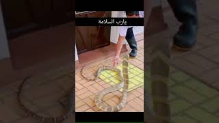 أطول ثعبان سوف تراه في هذا المقطع. The longest snake you will see in this clip