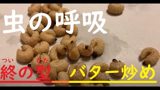 【閲覧注意】フェモラータオオモモブトハムシButter炒め　※昆虫食