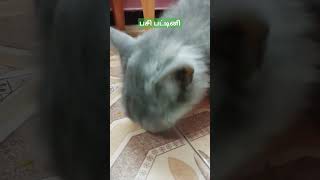 பசியும் பட்டினியும்??? #cat #kittencomedy #trendingshorts #catlover