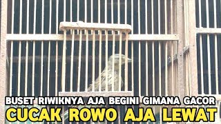 NGUTANG PUN TERJADI KALO GAK TAHAN MERDUNYA BURUNG INI DI PASAR BURUNG PRAMUKA