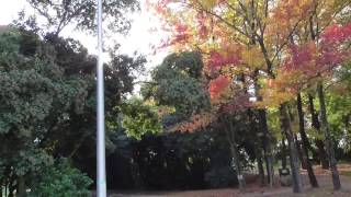 服部緑地公園の紅葉　大阪府　豊中市　Osaka Hattori Greenland Park in Japan No.3