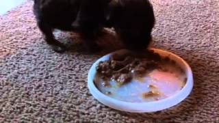 Four week old Yorkie introduced to soft food how to wean a puppy