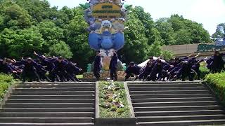 福井大学よっしゃこい 2018｢時、結び｣ 犬山踊芸祭 モンキーセンター