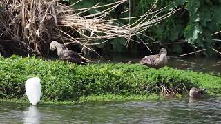 それぞれの川のひと時（カルガモとコガモとコサギ）