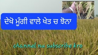 ਦੇਖੋ ਮੂੰਗੀ ਵਾਲੇ ਖੇਤ ਚ ਝੋਨਾ ਕਿਵੇ ਦਾ??ਝਾੜ ਕਿੰਨਾ??dhko video share kro #khati #agriculture #punjabi