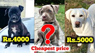 Rs.4000/- OMG cheapest price में मिल रही है ऐसी क्वालिटी || Labrador | pitbull puppies blue eyes