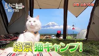 7/7(水)よる10時「ねこ自慢」富士山の絶景を猫と一緒に…猫キャンプ／猫専門のトリミングサロンにも潜入！