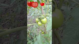 আলহামদুলিল্লাহ টমেটো 🍅🍅👌😍👍🤲 #@MerajHossain1 #shorts #shortvideo #vegitables #yummyfood #viralvideo