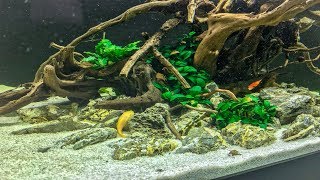 TOP 5 BEGINNER ANUBIAS AQUARIUM PLANT!