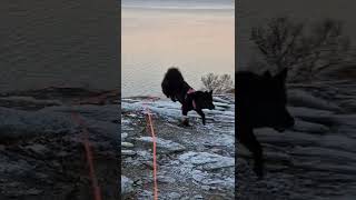 Tyri Svensk Lapphund ute på tur i deilig novembervær ❤️🐕🖤