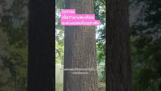 #ต้นตะเคียนนางตะเคียนหวงที่อยู่อาศัย#ไม้เศรษฐกิจ#ไม้โบราณ #สวนป่า #ไอแอมชาวนา#วันนี้ที่short