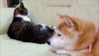 夕方の柴犬ひかいちと猫ミルキー　Shiba Inu and Cat