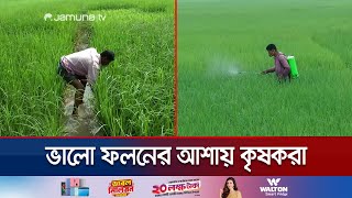 বন্যার প্রভাব না থাকায় দিনাজপুরে আমনের ভালো ফলনের আশায় কৃষকরা | Dinajpur Amon Crop | Jamuna TV