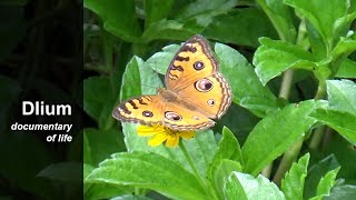 Peacock pansy (Junonia almana)