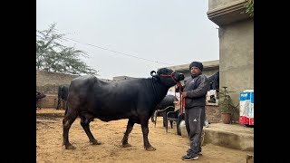 Dang dairy farm is live🛑आज ख़रीदो मात्र 45,000🤩में।5 भैंसे बिकाऊ🌟।टॉप झोटियाँ। 96724 36859