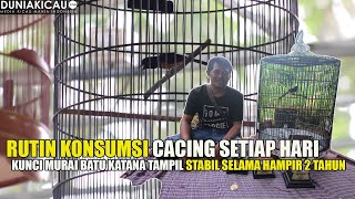 KONSUMSI CACING SETIAP HARI, KUNCI STABIL MB KATANA !!!