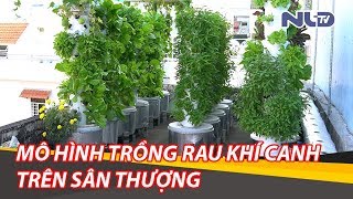 Độc đáo mô hình trồng rau khí canh trên sân thượng tại nhà | NLĐTV