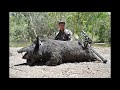 crazy australian bow hunting huge feral pigs